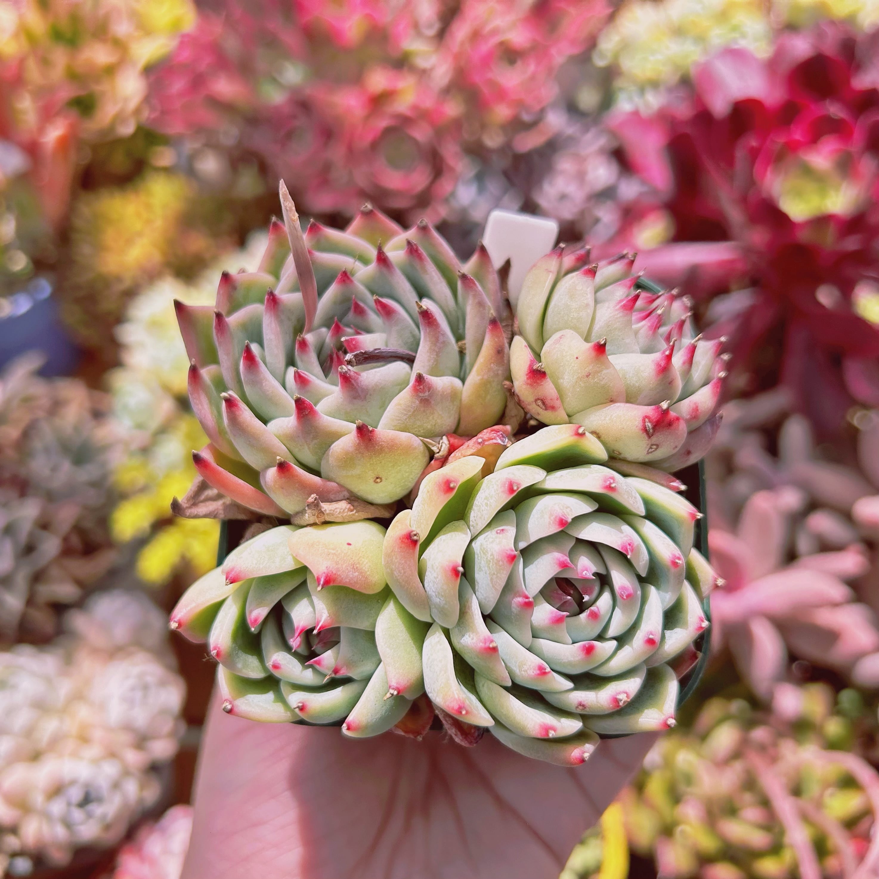 #603現物　多肉植物　Lindsay  特大　