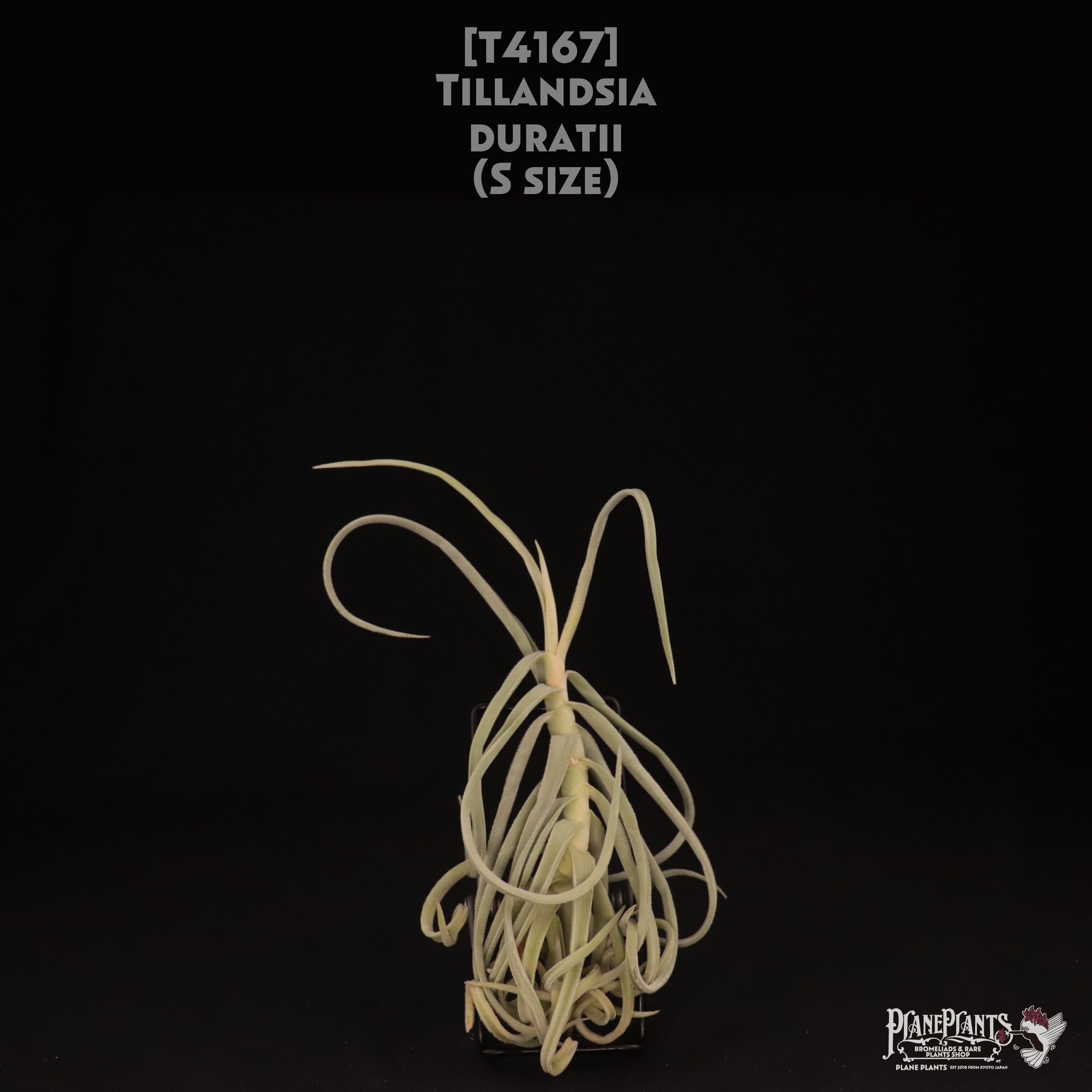 【送料無料】duratii S〔エアプランツ〕現品発送T4167