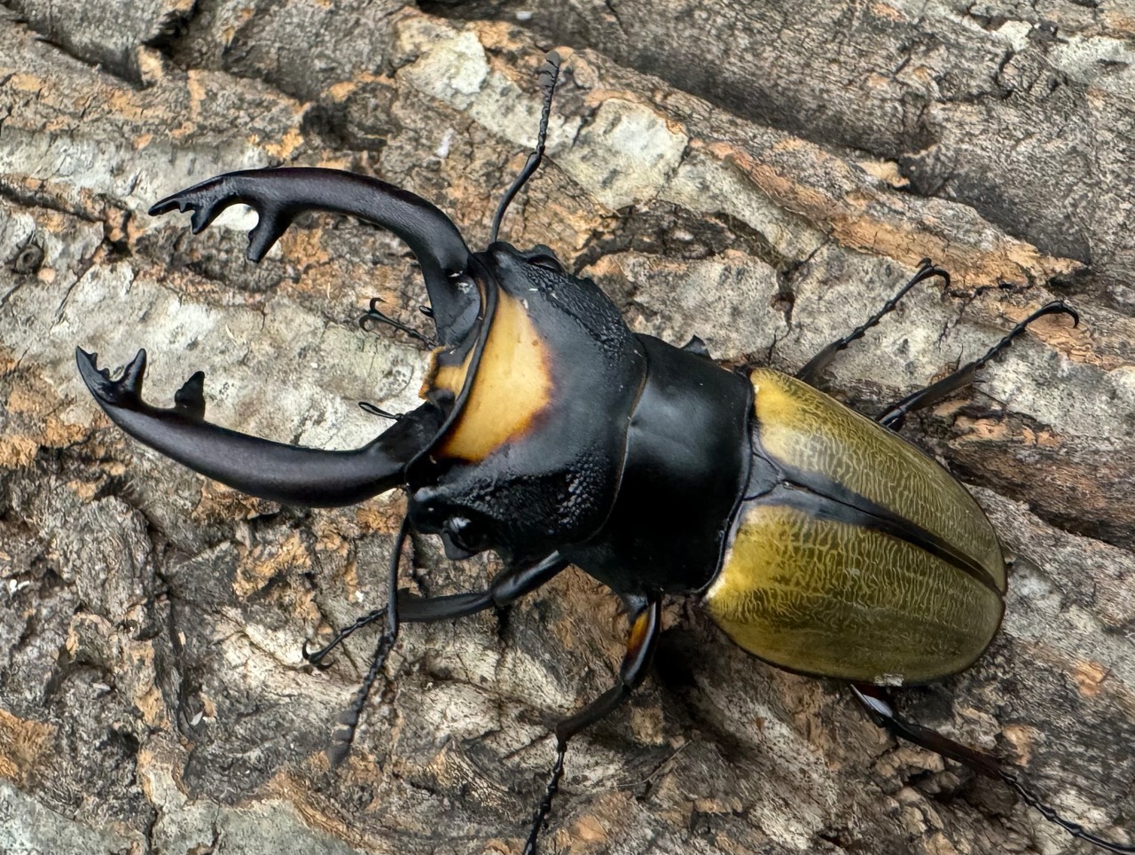 【WD】《ラコダールツヤクワガタ 75mm ペア》