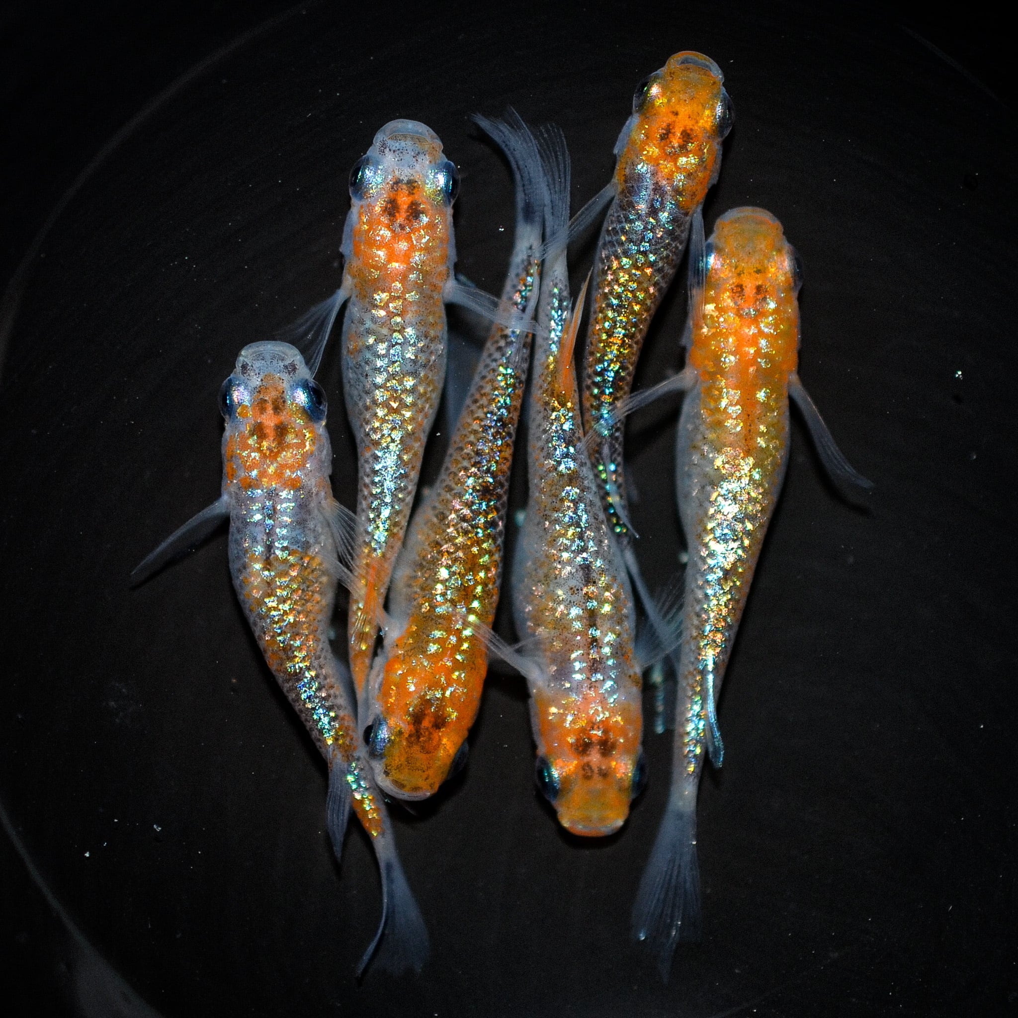 漁火(いさりび) オス1 メス1 (現物出品) ikahoff A-0811-171-A