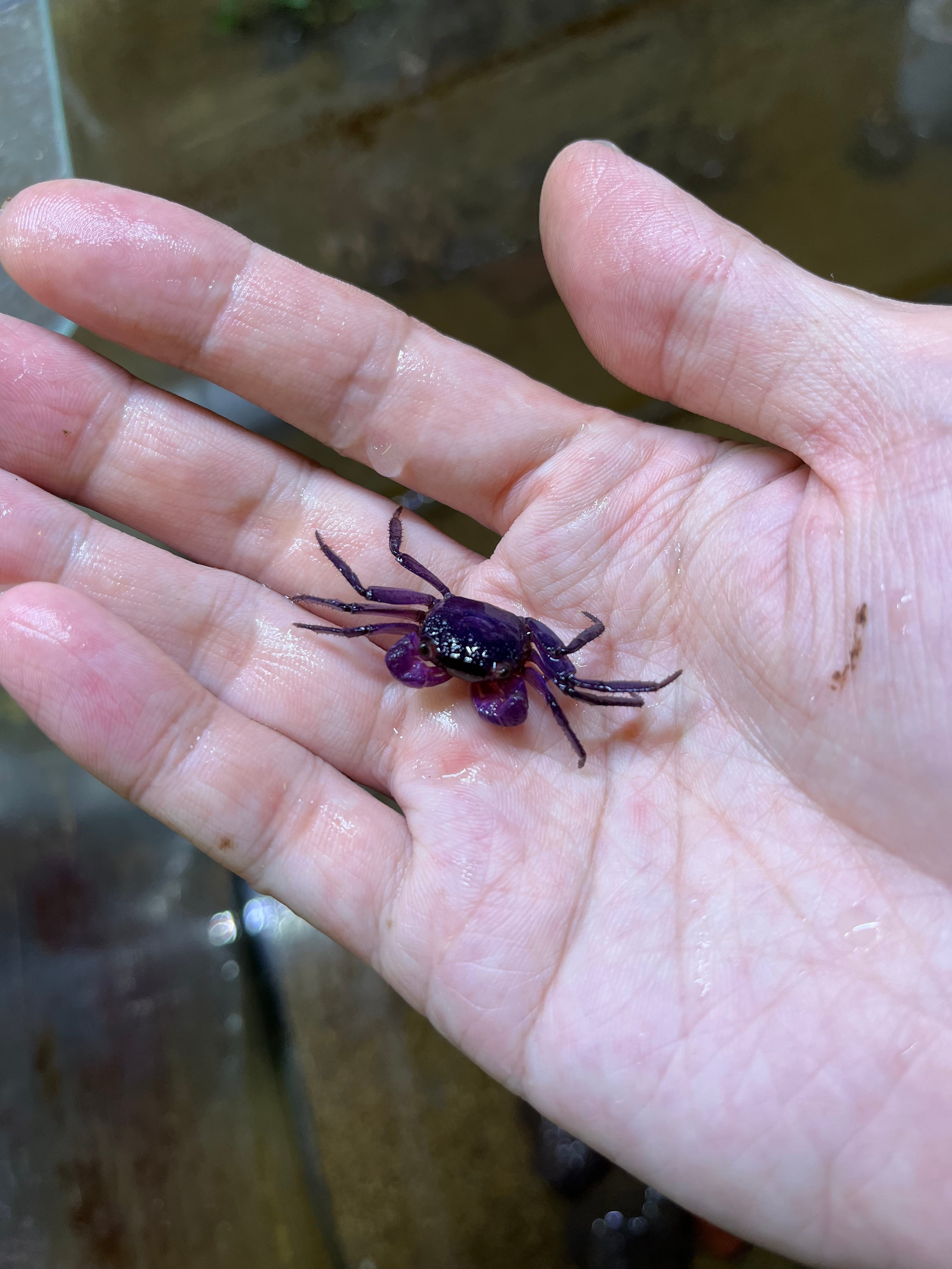 オス1匹】インドネシア直輸入便WILDラベンダーバンパイアクラブ甲長1