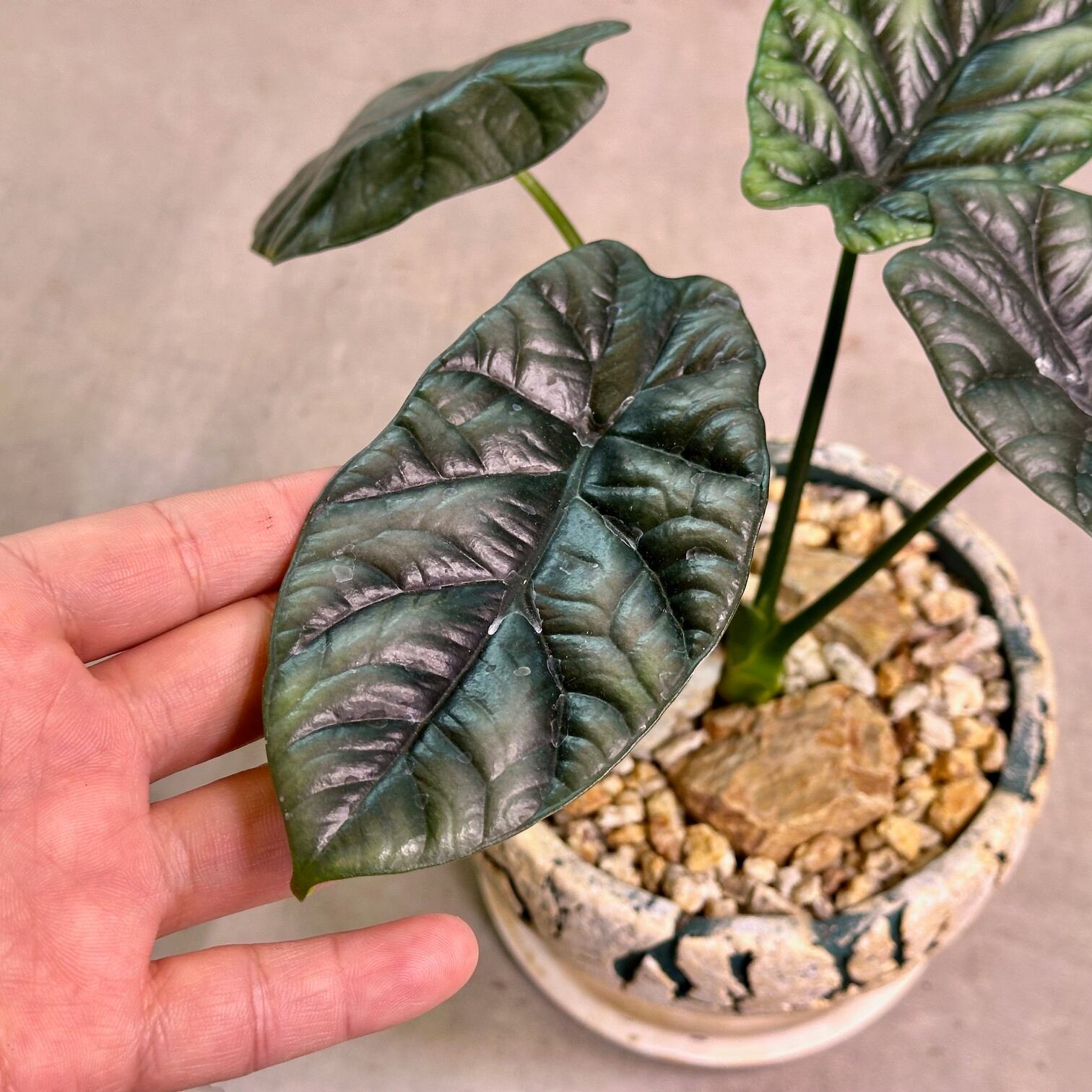 アロカシア・シヌアータ | Pay ID