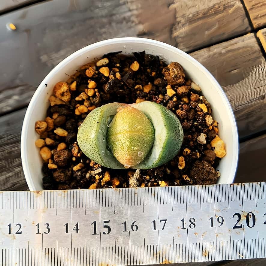 多肉植物 アエオニウム 孔雀白錦 美苗 #孔3 | PAY ID