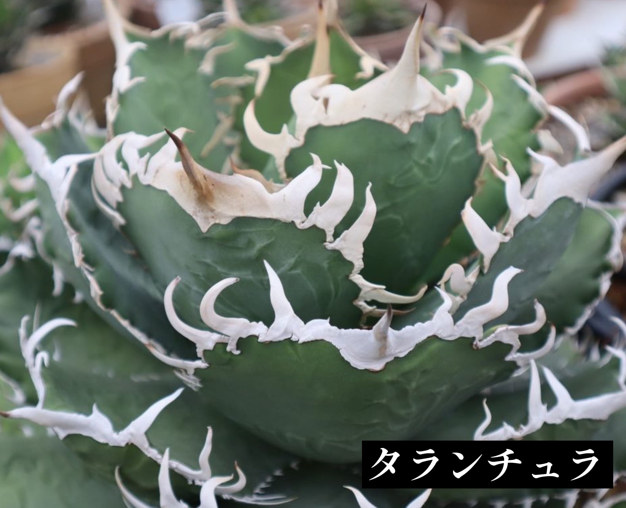 アガベ チタノタ タランチュラ【590】 | PROTOLEAF プロトリーフ