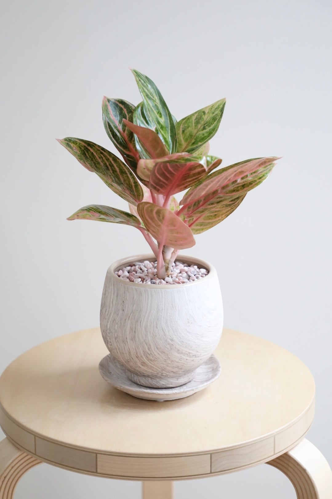 アグラオネマ 希少】【M】アグラオネマ パーフェクトサイアム/Aglaonema | 【厳選