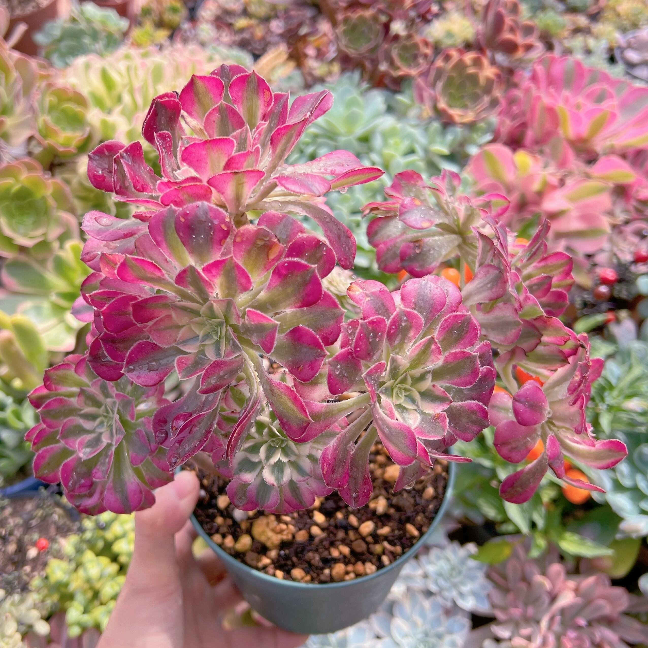 現物　ブラックチェリー#689　特特大群生　るる農園