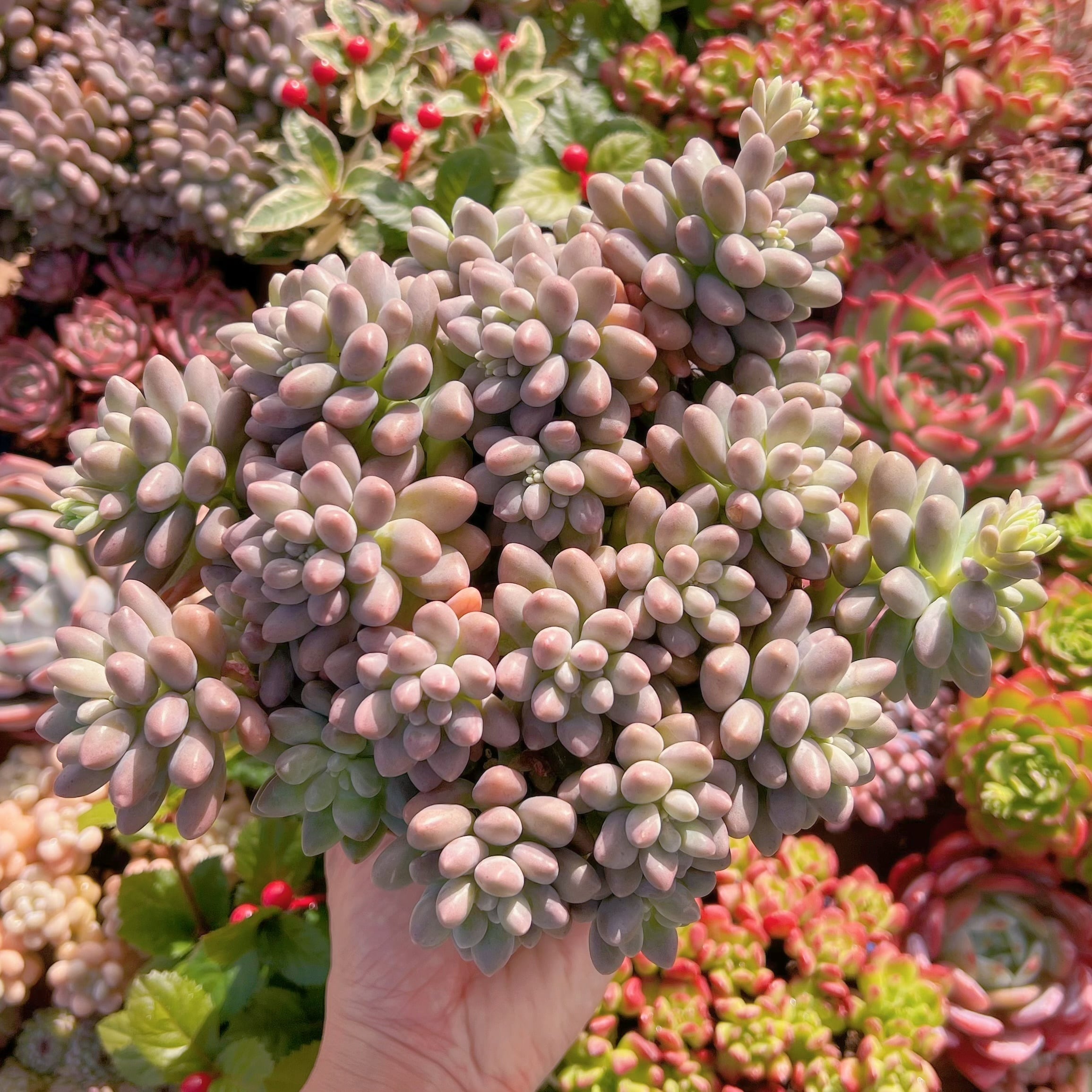 現品　エクスパトリマータxクレムネリア#847   特特大群生23cm　るる農園