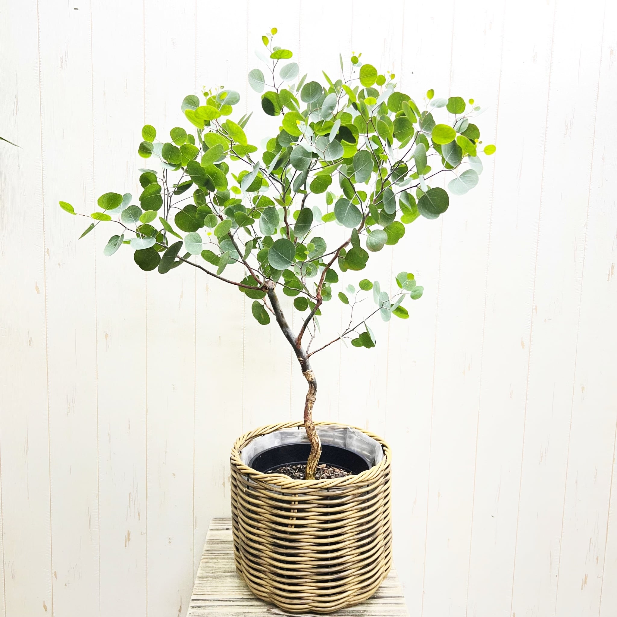 厳選樹形 幹太め ユーカリ ポポラス | PLANTS SHOP OLIVE