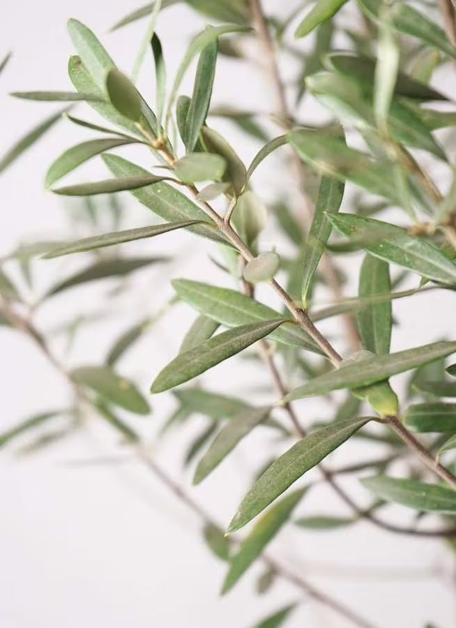 観葉植物 オリーブの木 10号 チプレッシーノ プラスチック鉢 | CAgarden