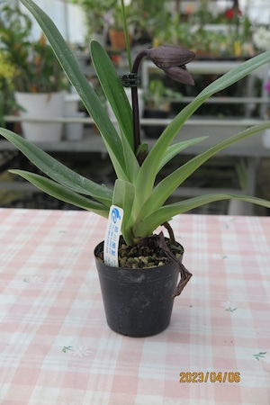 Paph.Wossner Black Wings