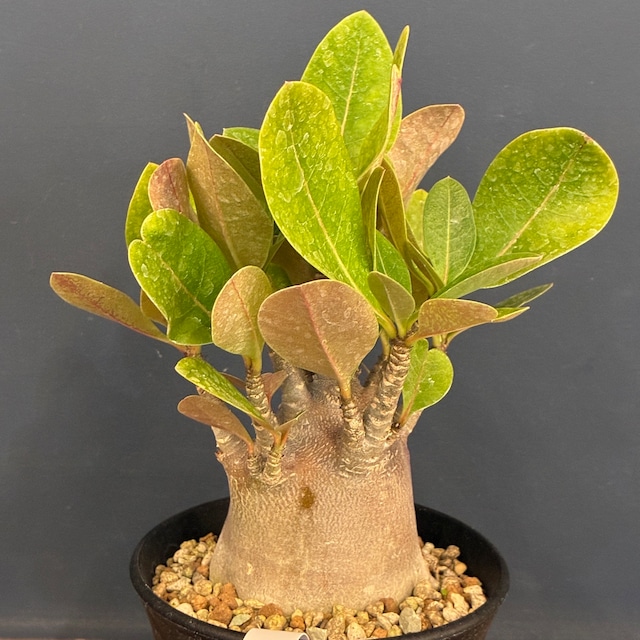 【新着3日限定10%OFF】アデニウム　アラビカム（アラビクム）【379】