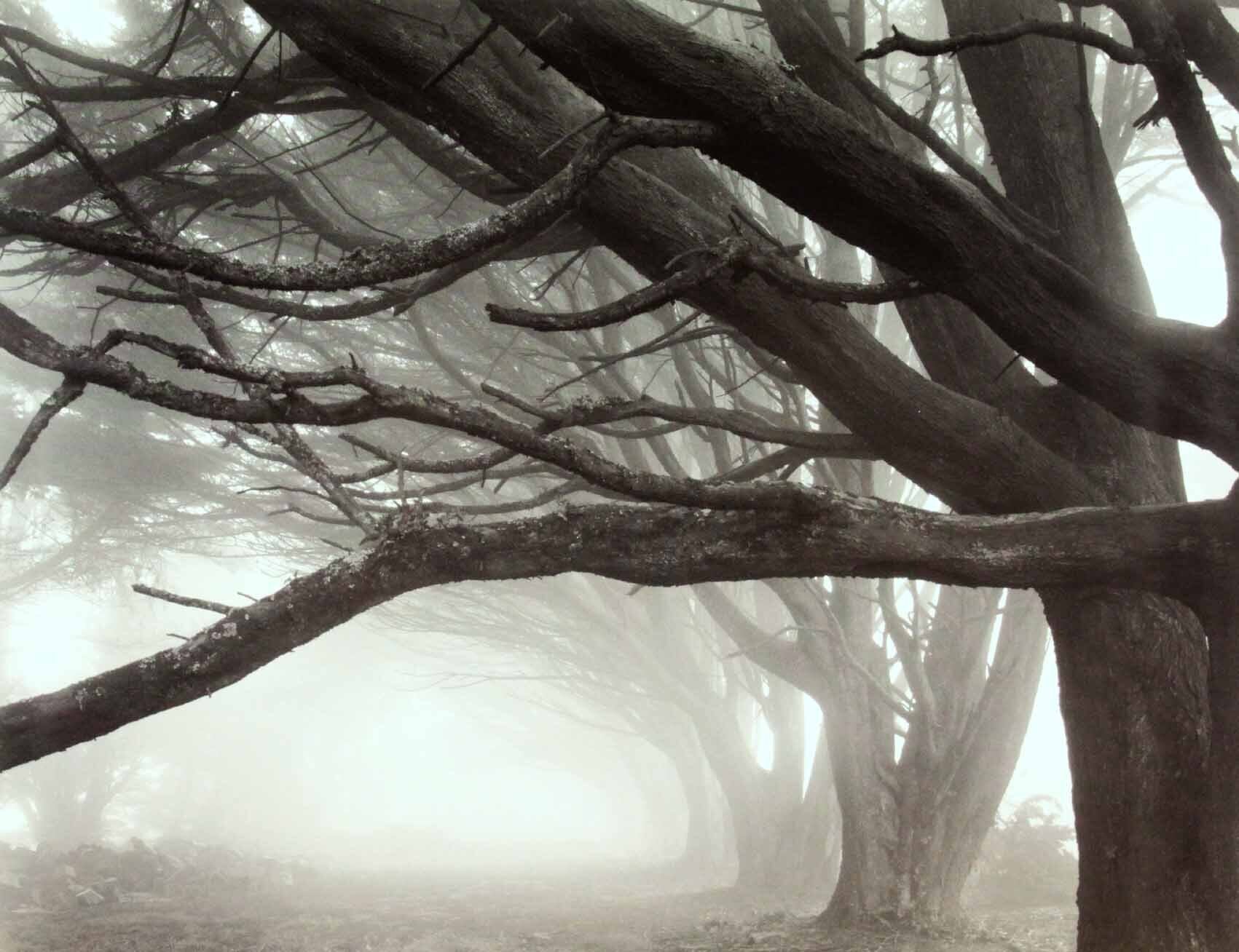 モノトーンアート 「糸杉/スカイライン ドライブ」額縁 フック付き インテリアポスター