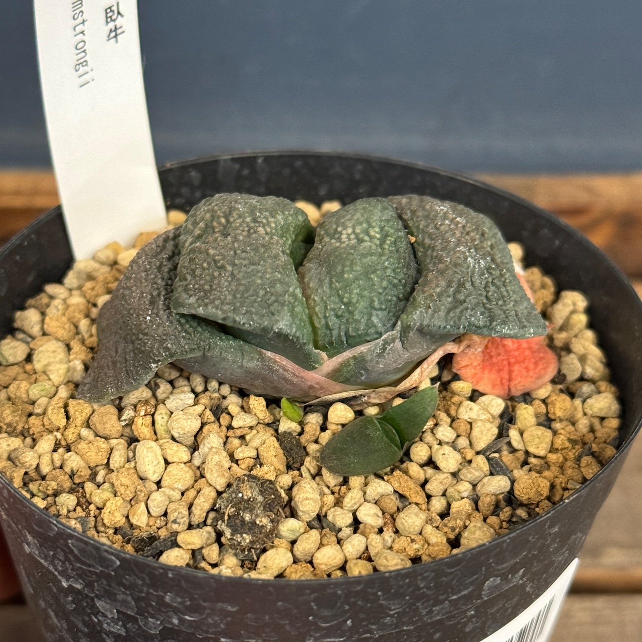 ガステリア 臥牛【255】