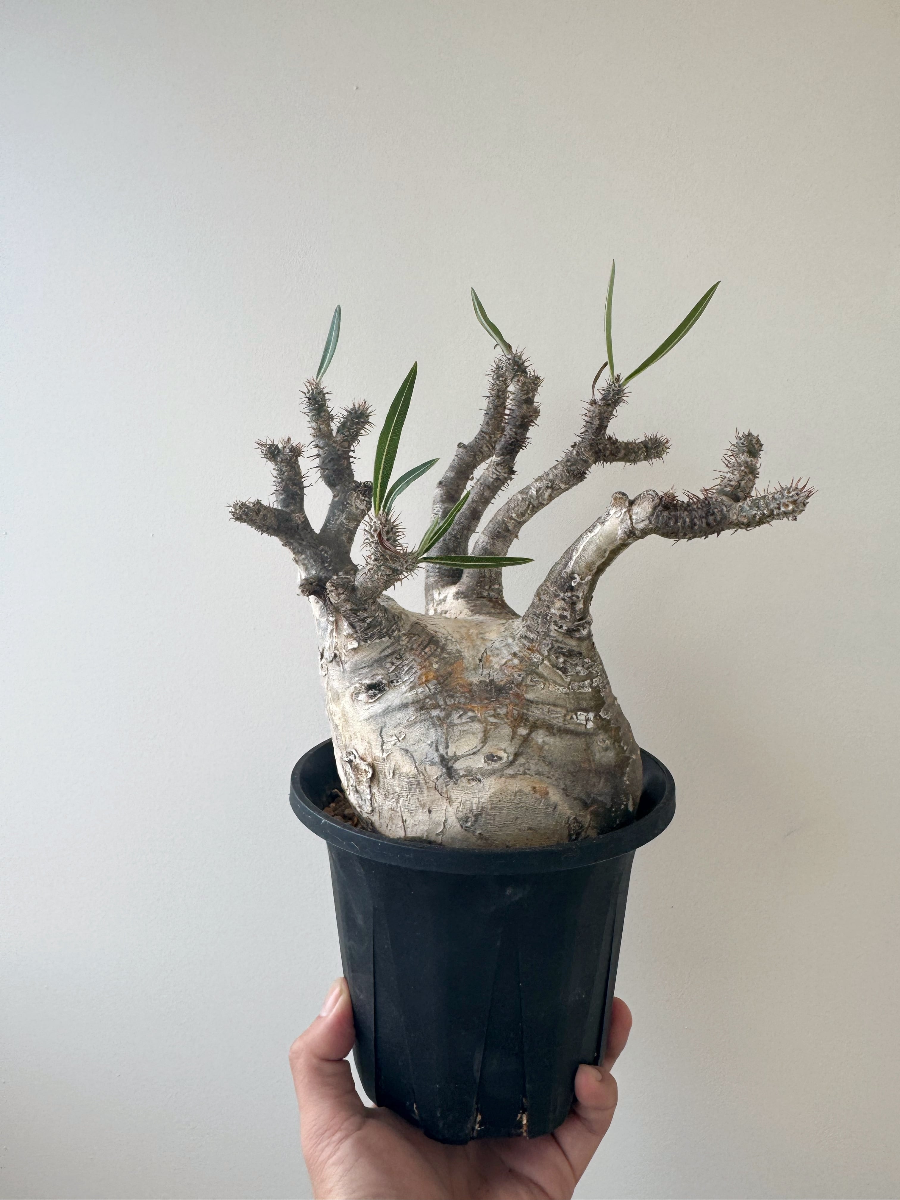 パキポディウム | 青坊主-aobouzu-