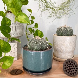 アストロフィツム・兜丸