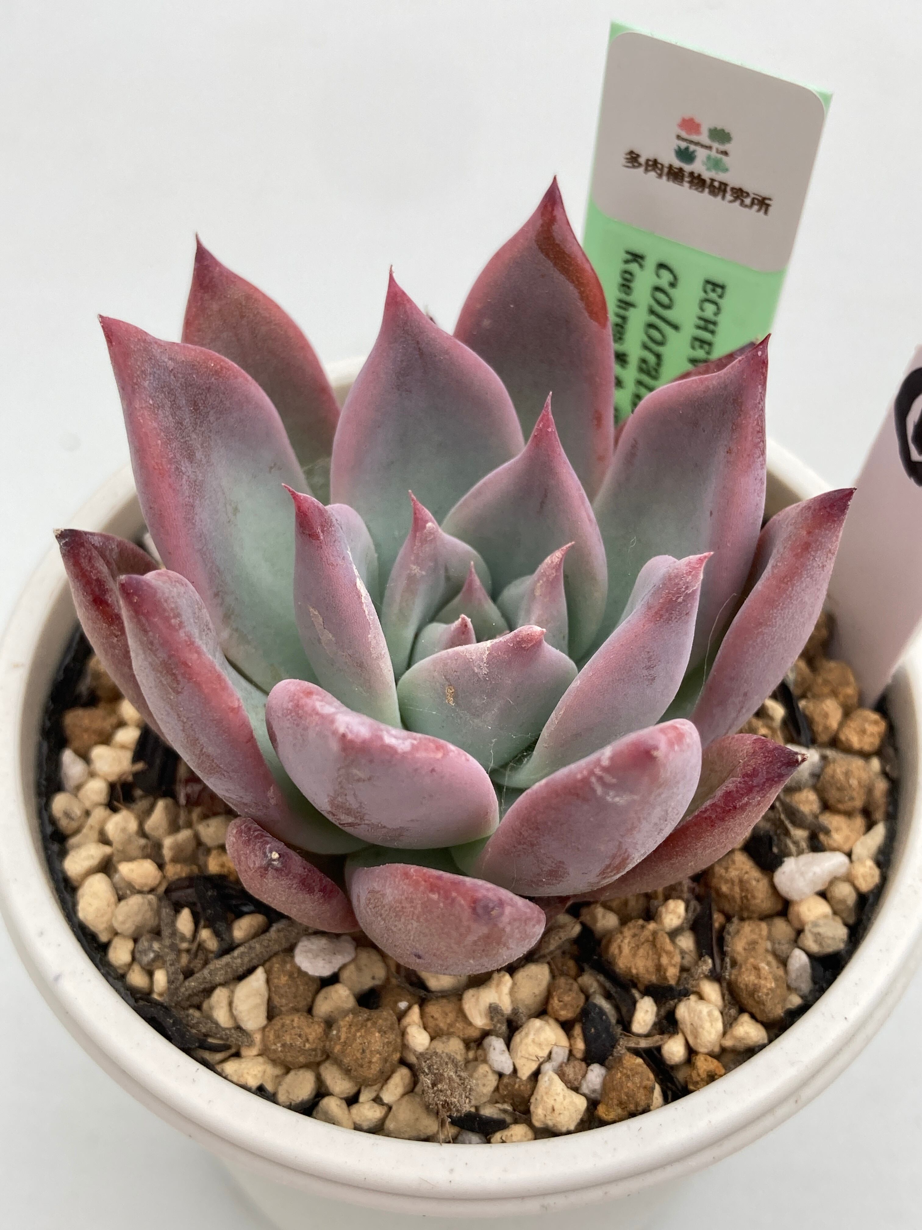 現物商品】ECHEVERIA colorata var brandtii ① 原種 実生苗 | 多肉