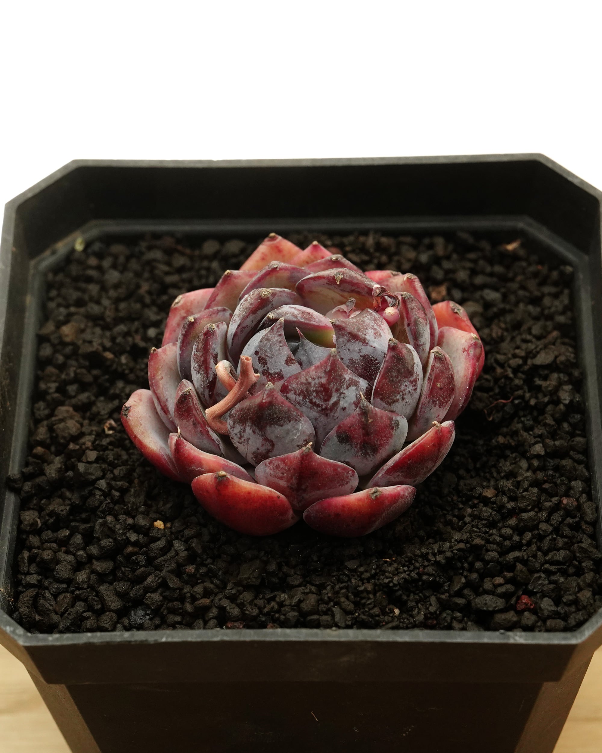 抜き苗 アミスター錦 Echeveria 'Amistar Variegated' | PUKUBOOK