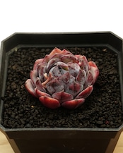 カット苗 スマーフ Echeveria 'Smurfs'