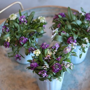 アリッサム　MIX　ムラサキ多めXレモンX白　小さなお花　横にひろがる　寄せ植えにオススメ