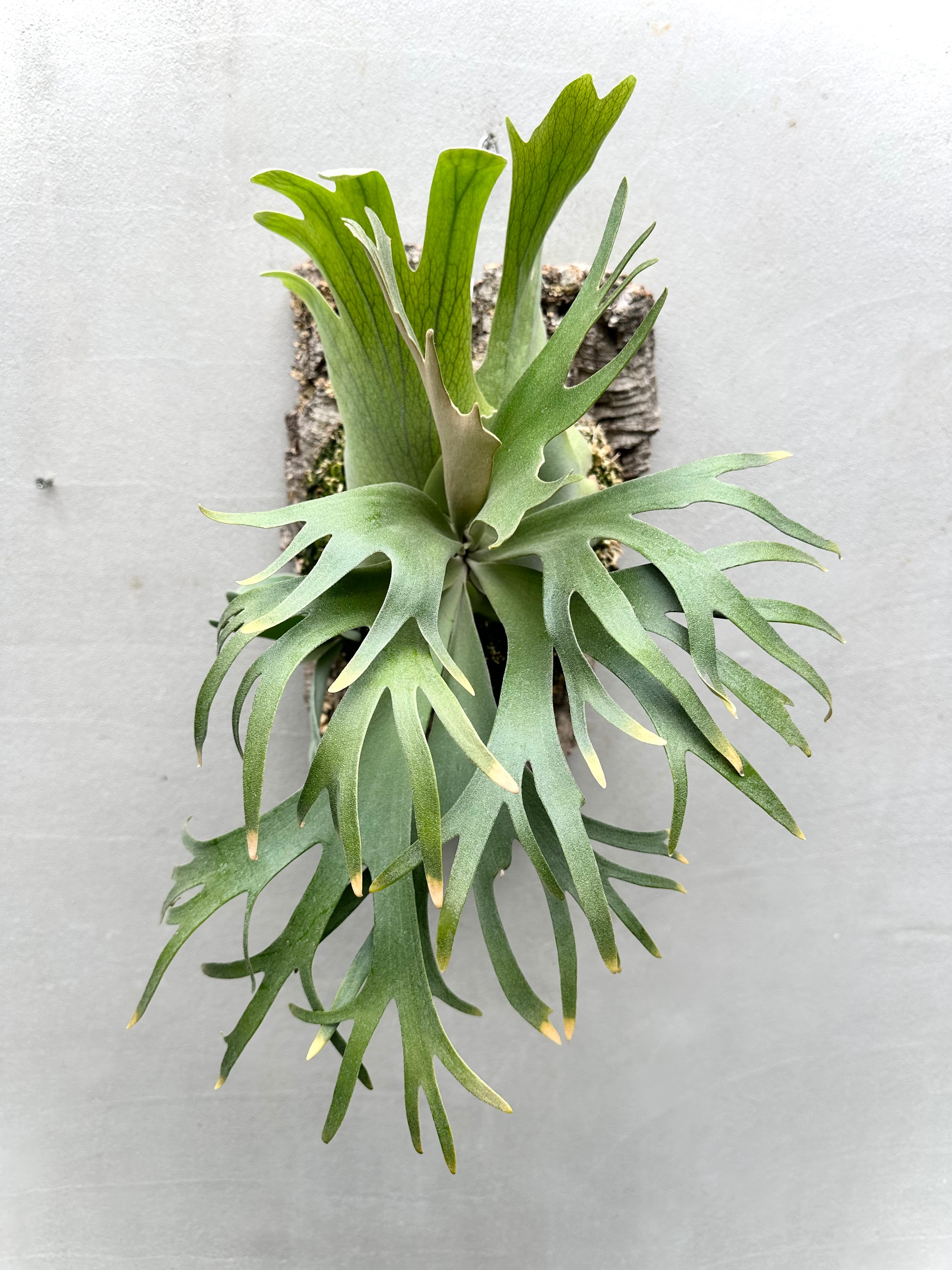 P. Willinckii 'Bogor Mr. Suddan' ビカクシダ ウィリンキー 'ボゴール