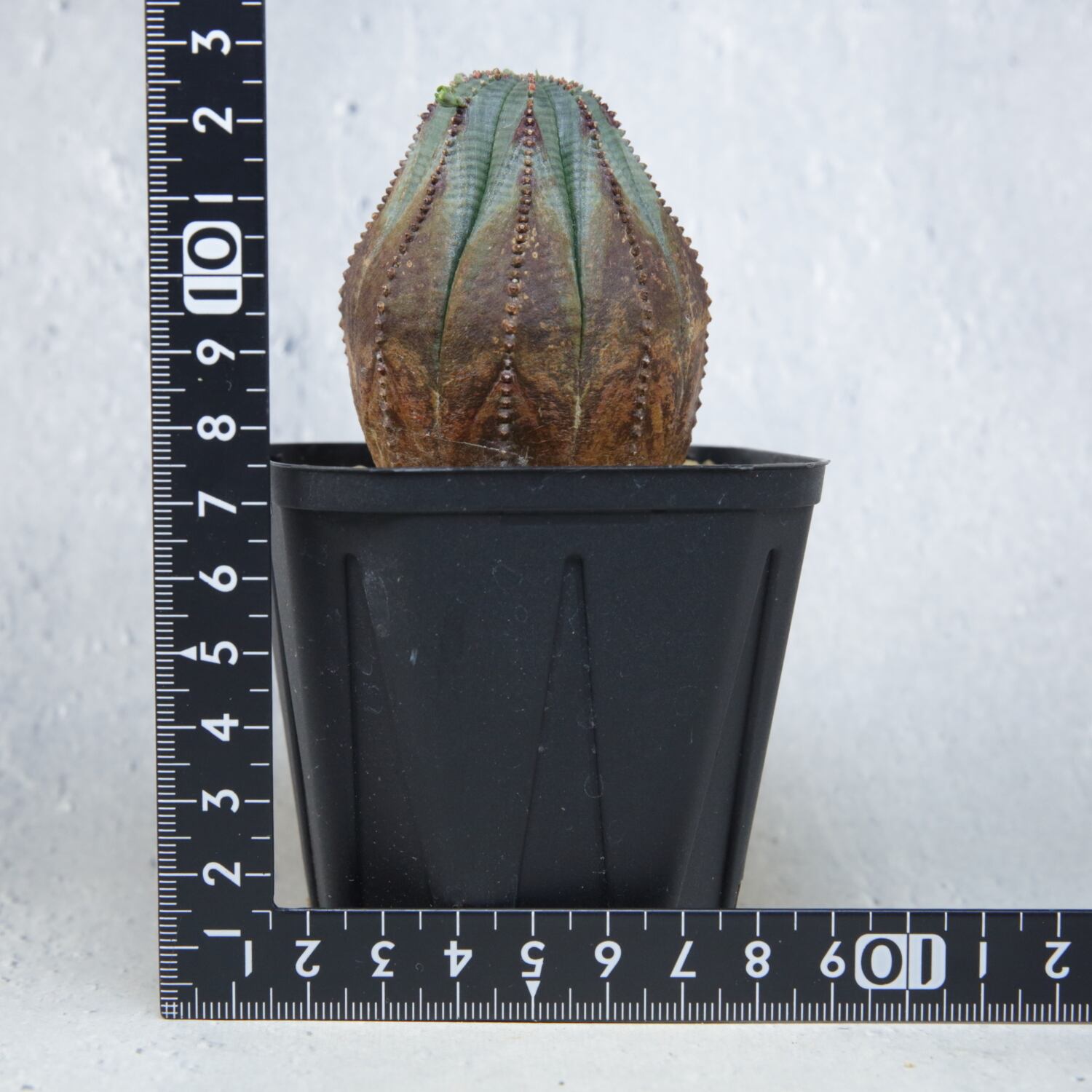 木質化 ラギット オベサ / 木質化 ユーフォルビア | LIGHTHOUSE.PLANTS