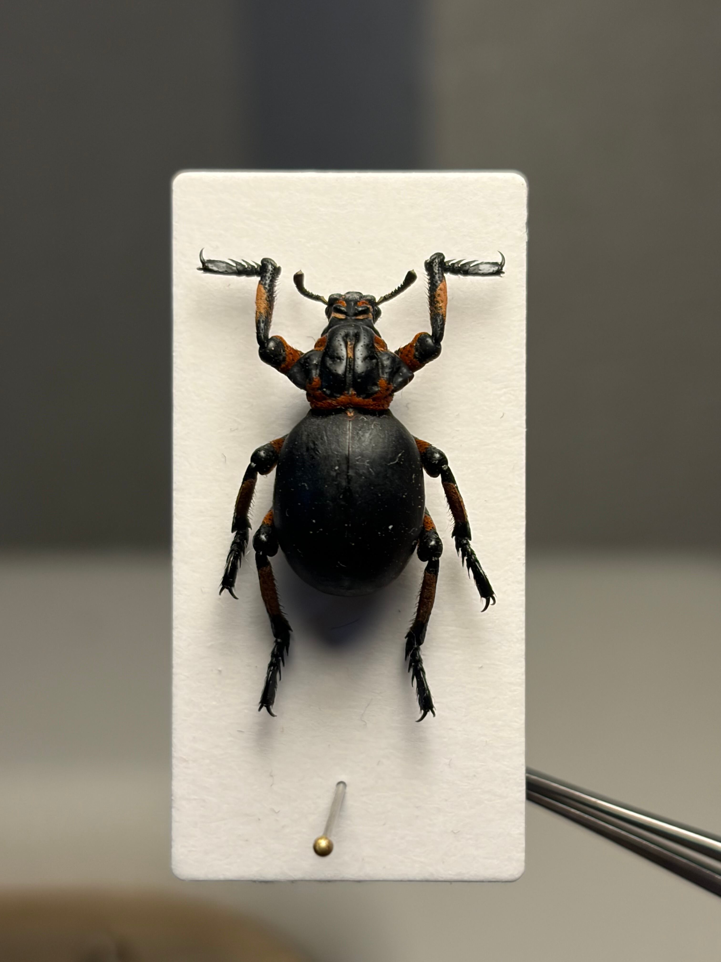 15mm】ガスマスクをつけた特殊部隊のような顔つきのBrachycerus sp