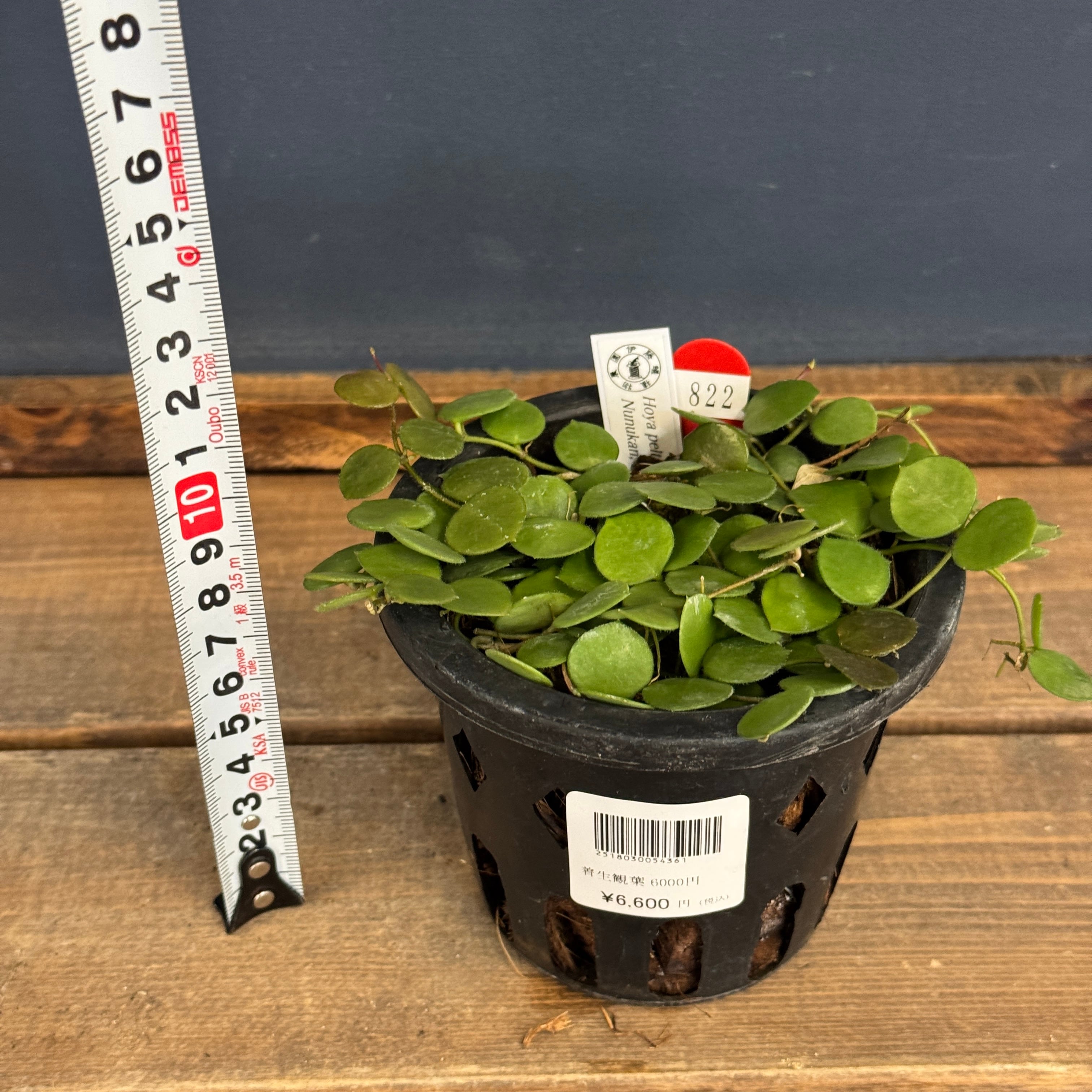 クリアランス】ホヤ peltata Nunukan, North Borneo【822