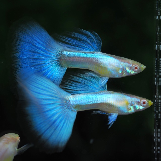 上物RREAラズリーネオンタキシード　1ペア＋おまけ1ペア