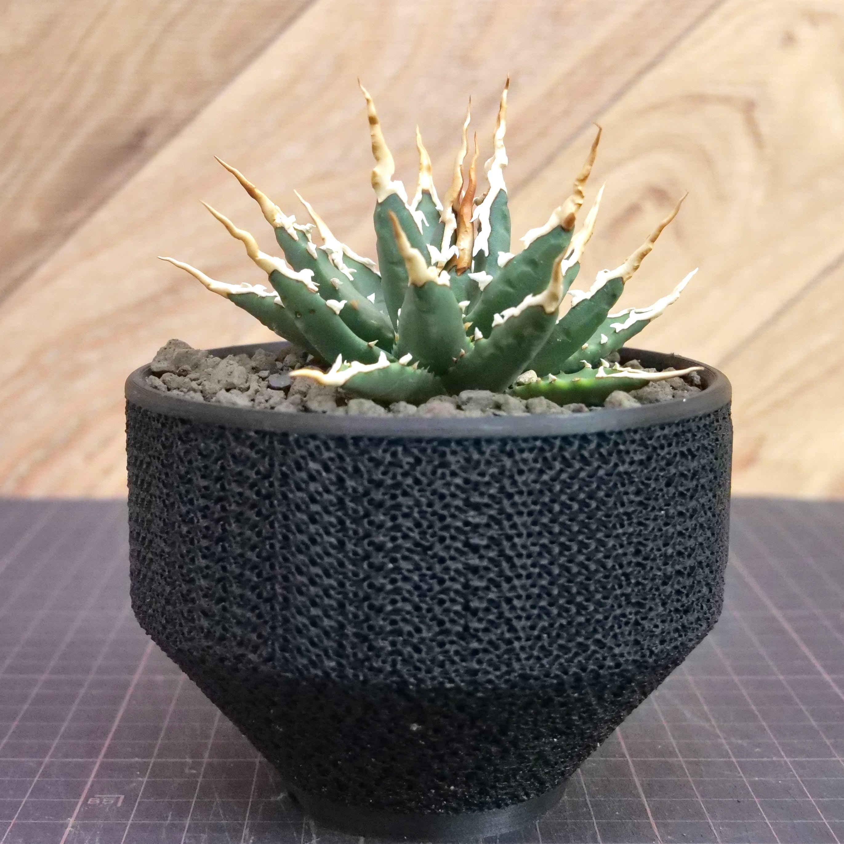 Agave utahensis eborispina アガベ エボリスピナ（実生3年） / 中株