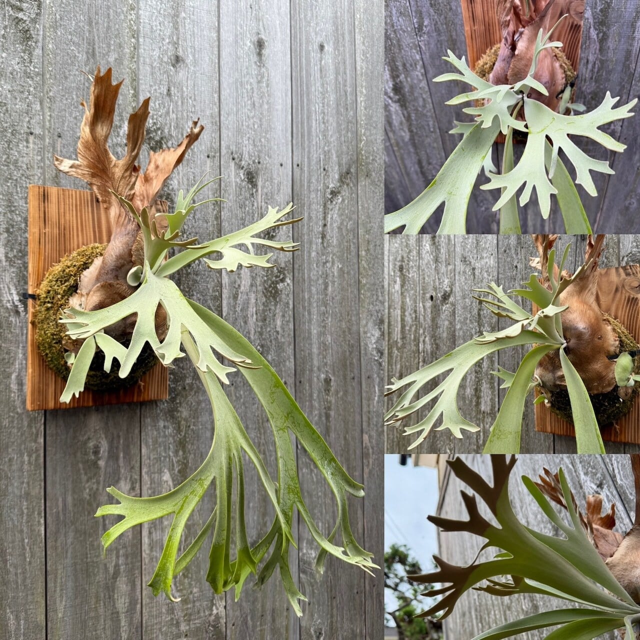 P.Triceratops (三角龍) pup | naturefix