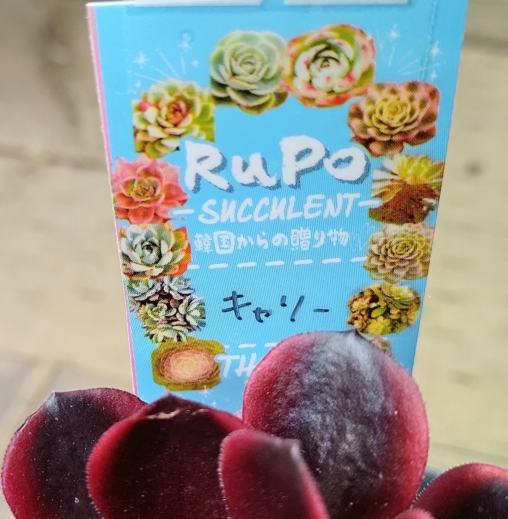 アエオニウム 紫浪 ＃1516 脇枝8個あり メルカル便発送 アエオニウム