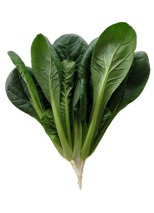 コマツナ 「ごせき晩生」（20ml） 画像