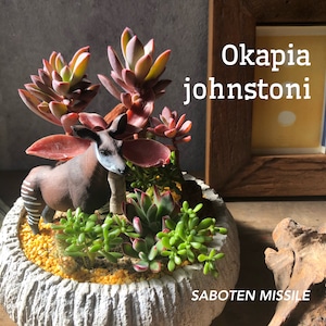 Okapia johnstoni オカピ