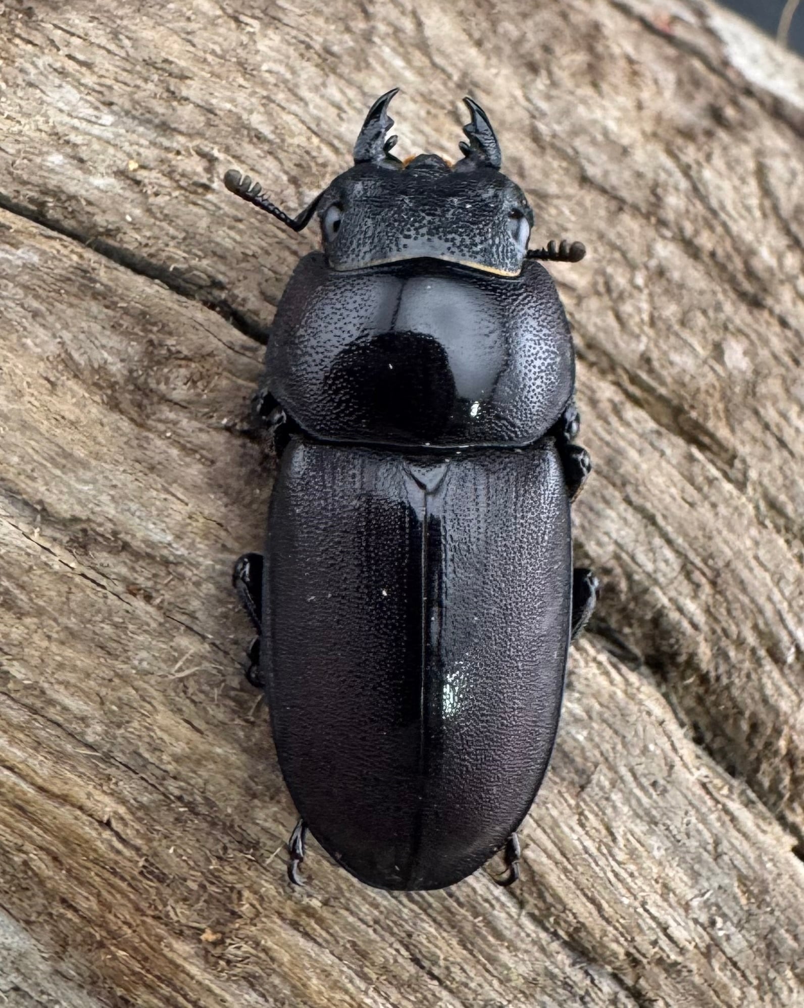 コグマ alpen-group_6304560015