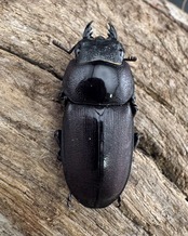 《ヤクシマコクワガタ 48mm ペア》