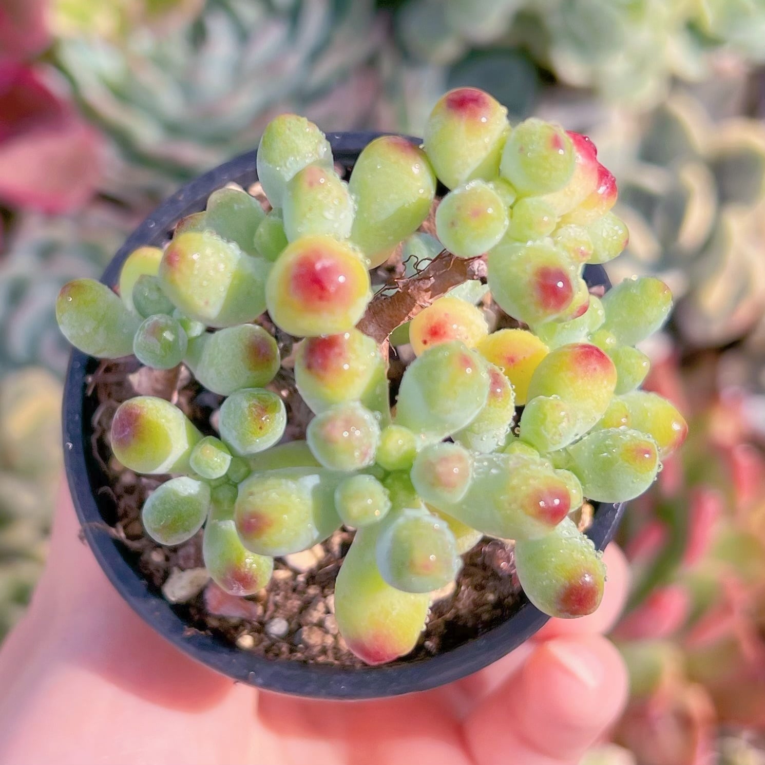 現品　ベリー果#3013　残りわずか　るる農園