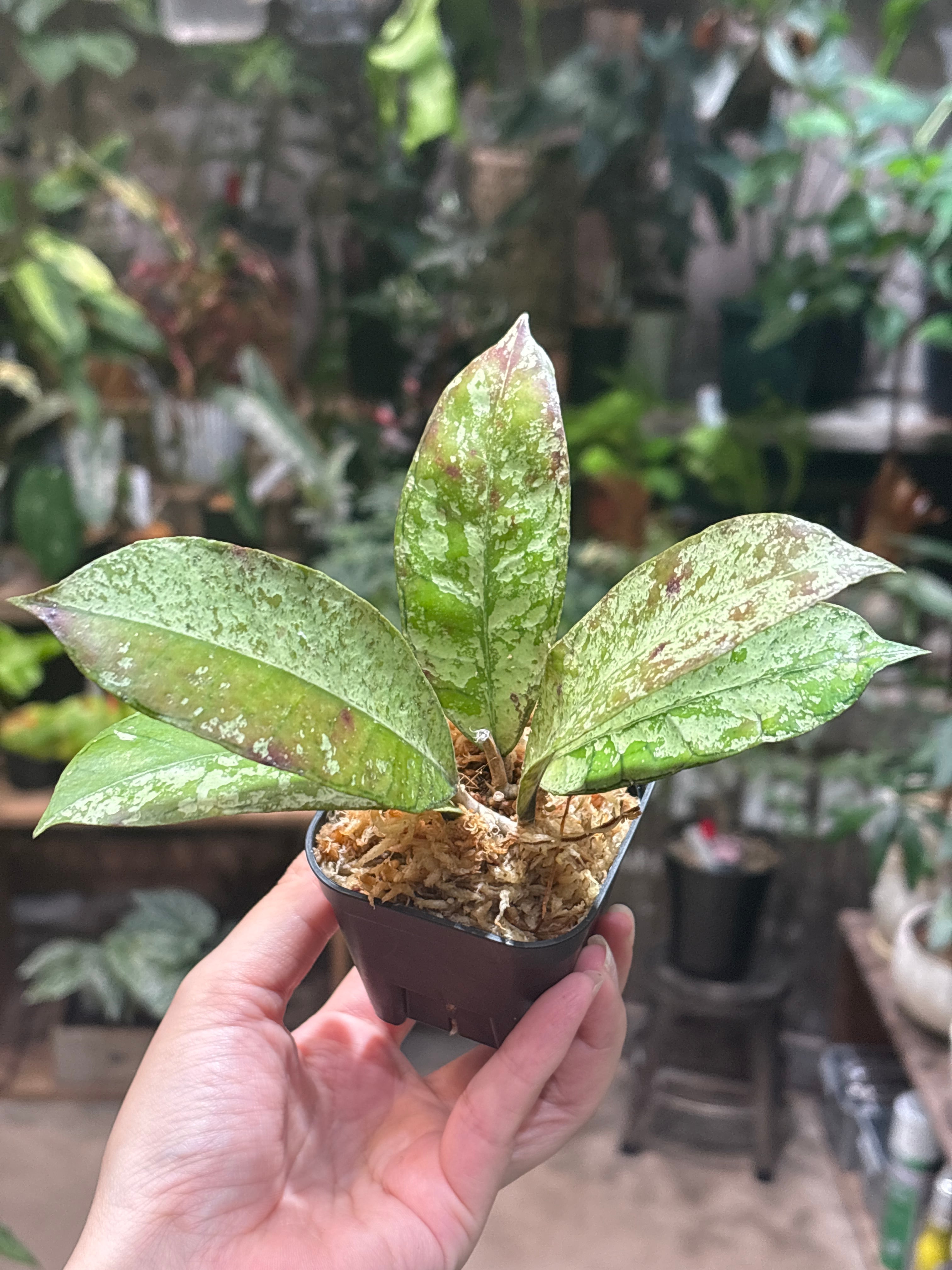 ホヤ グヌンガディン ゴースト | MIDORIYA 観葉植物専門店