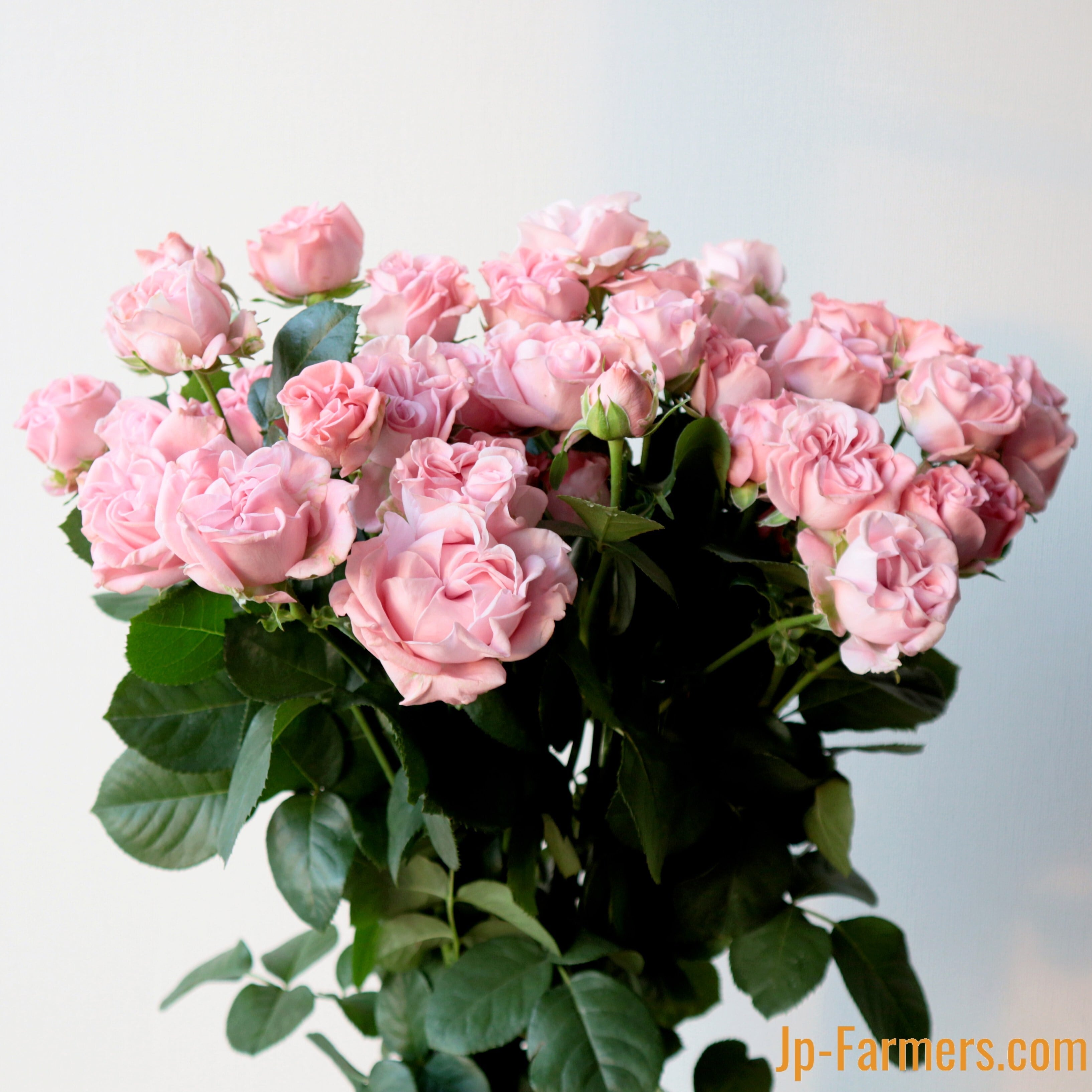 FINEROSE ☆SPバラ 品種名：ジェントルフロウ | 新鮮お花