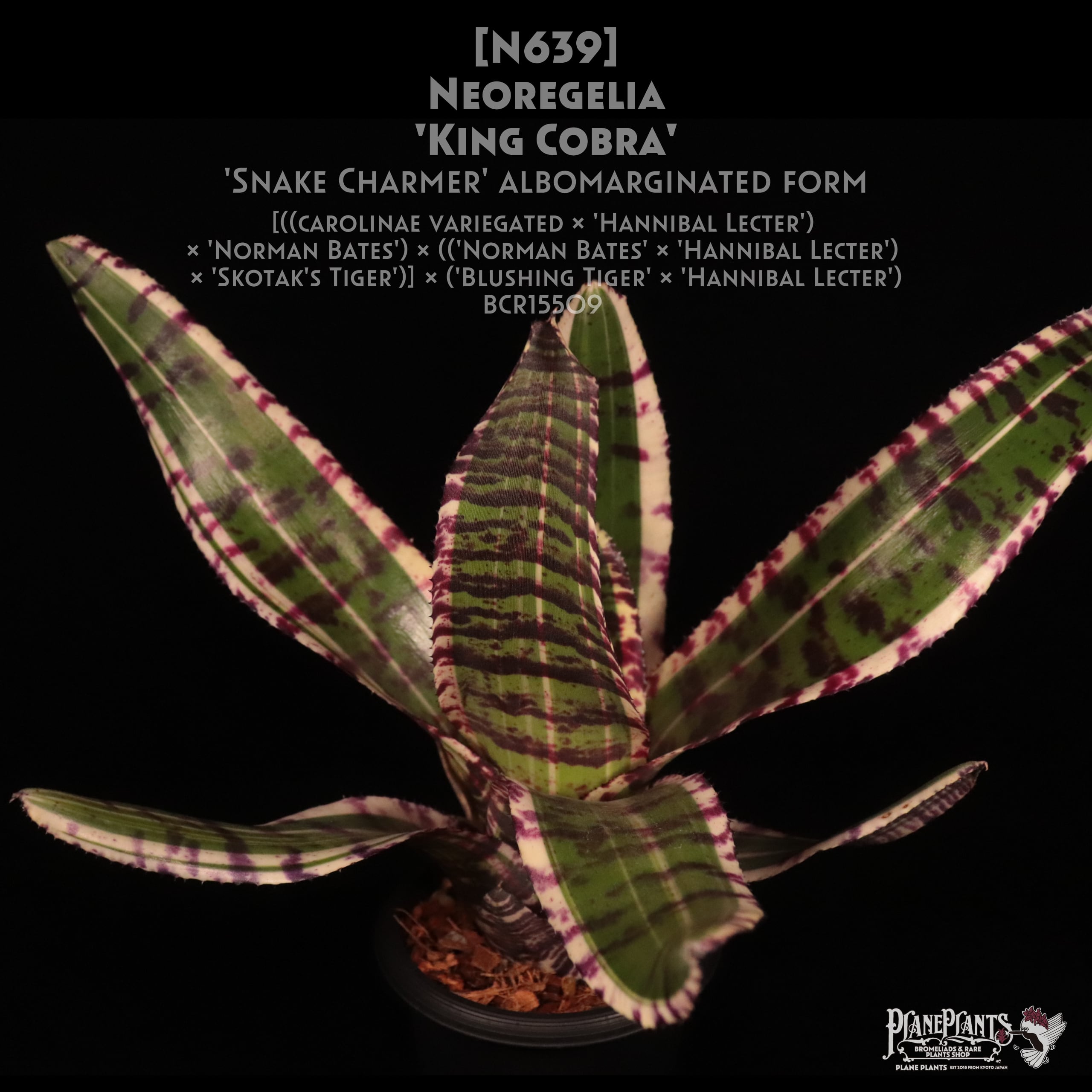 Neoregelia | plane plants