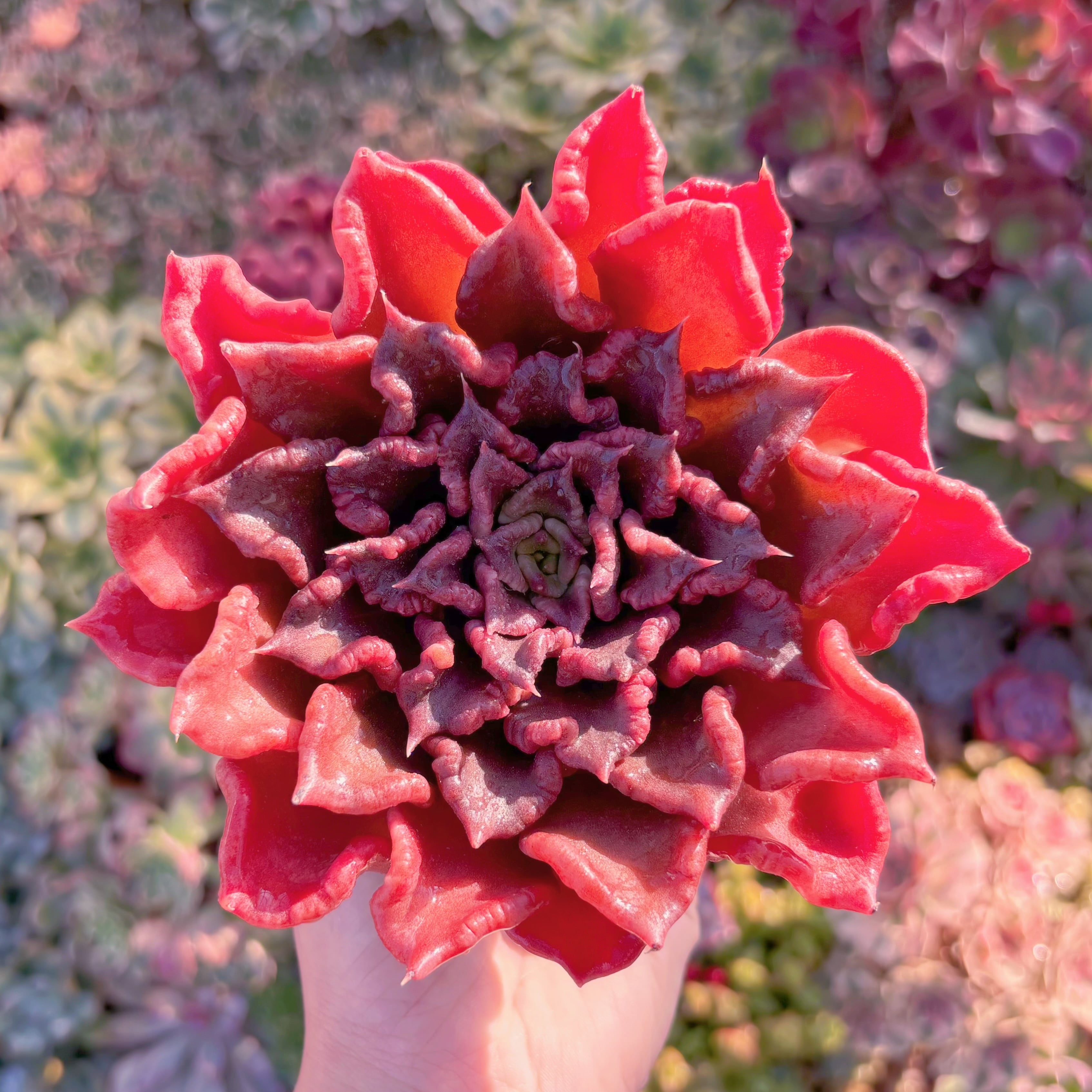 多肉植物　レッドマディバ　大苗　在庫僅少　新入荷　るる農園