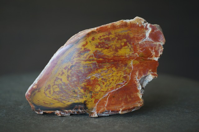 マダガスカル産ペトリファイドウッド Petrified Wood 2031
