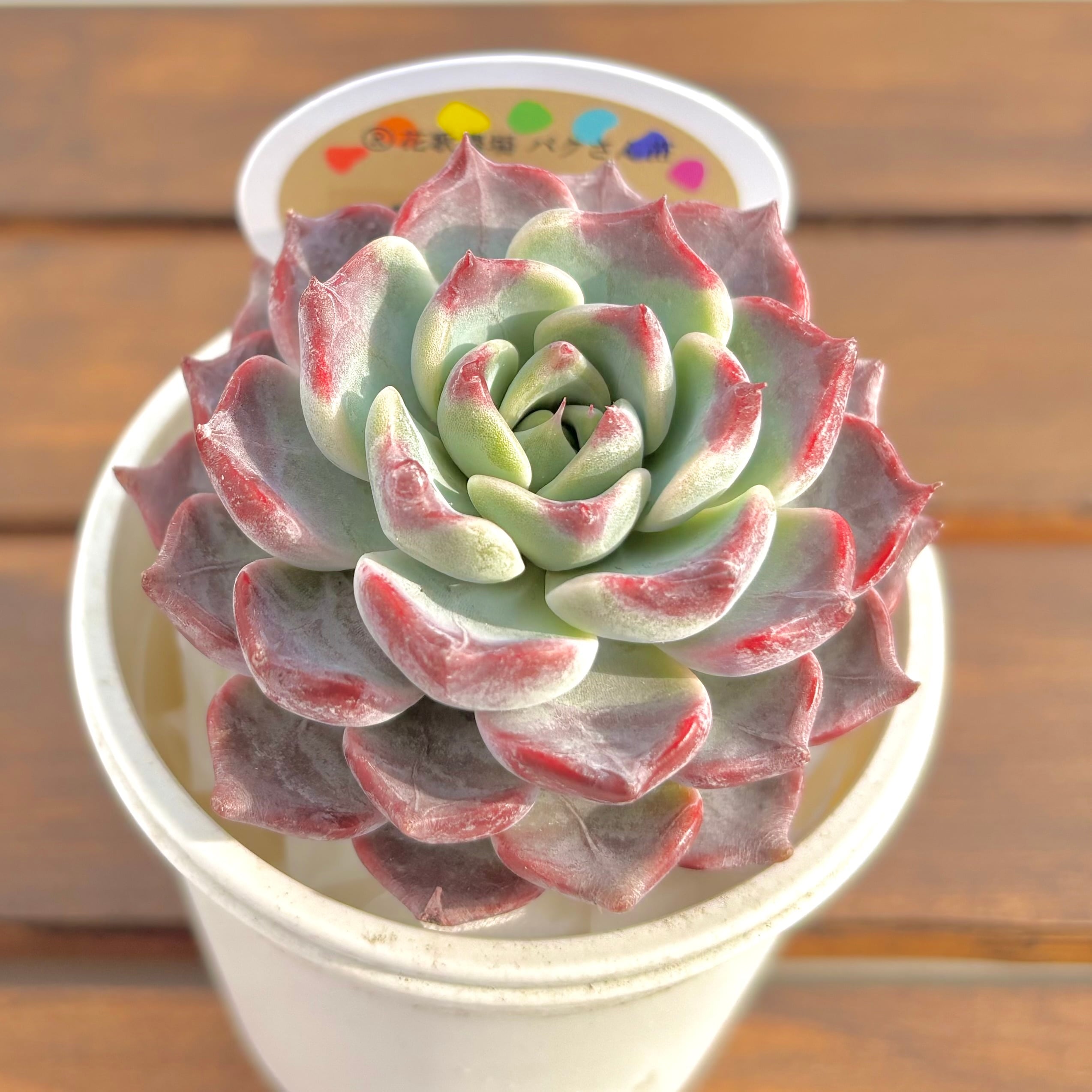 第四種郵便に速達プラス！ | ようせいのしっぽ