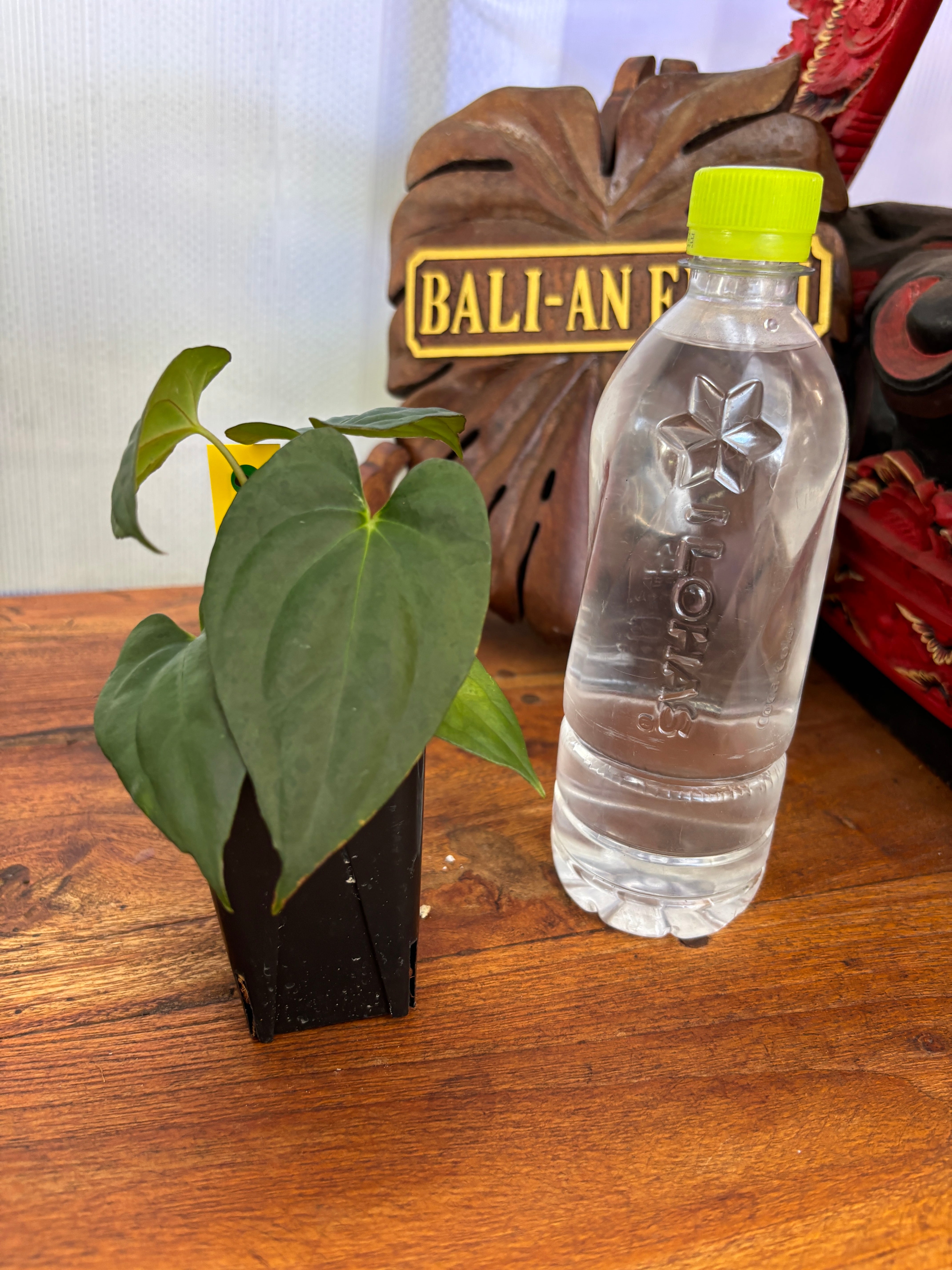Anthurium | BALI-AN 園芸