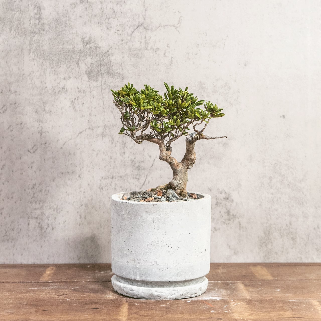 ツゲ｜自然な曲線美と柔らかな緑を楽しむモダン盆栽【手作りモルタル鉢】