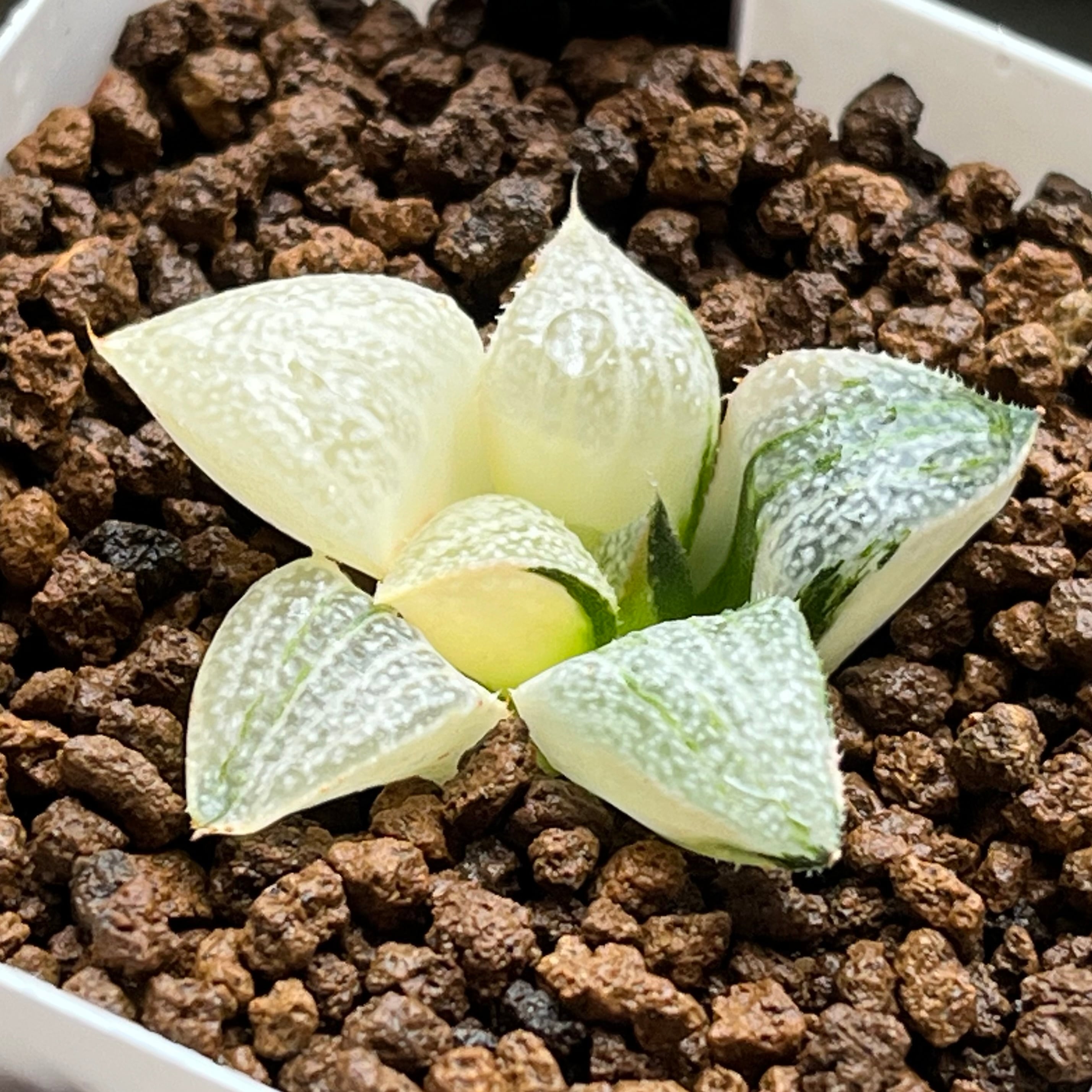 ハオルチア アトロフスカミュータント錦 | mocono_plants
