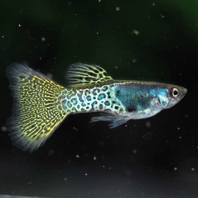 【セール】メタルイエローレース　若魚3ペア