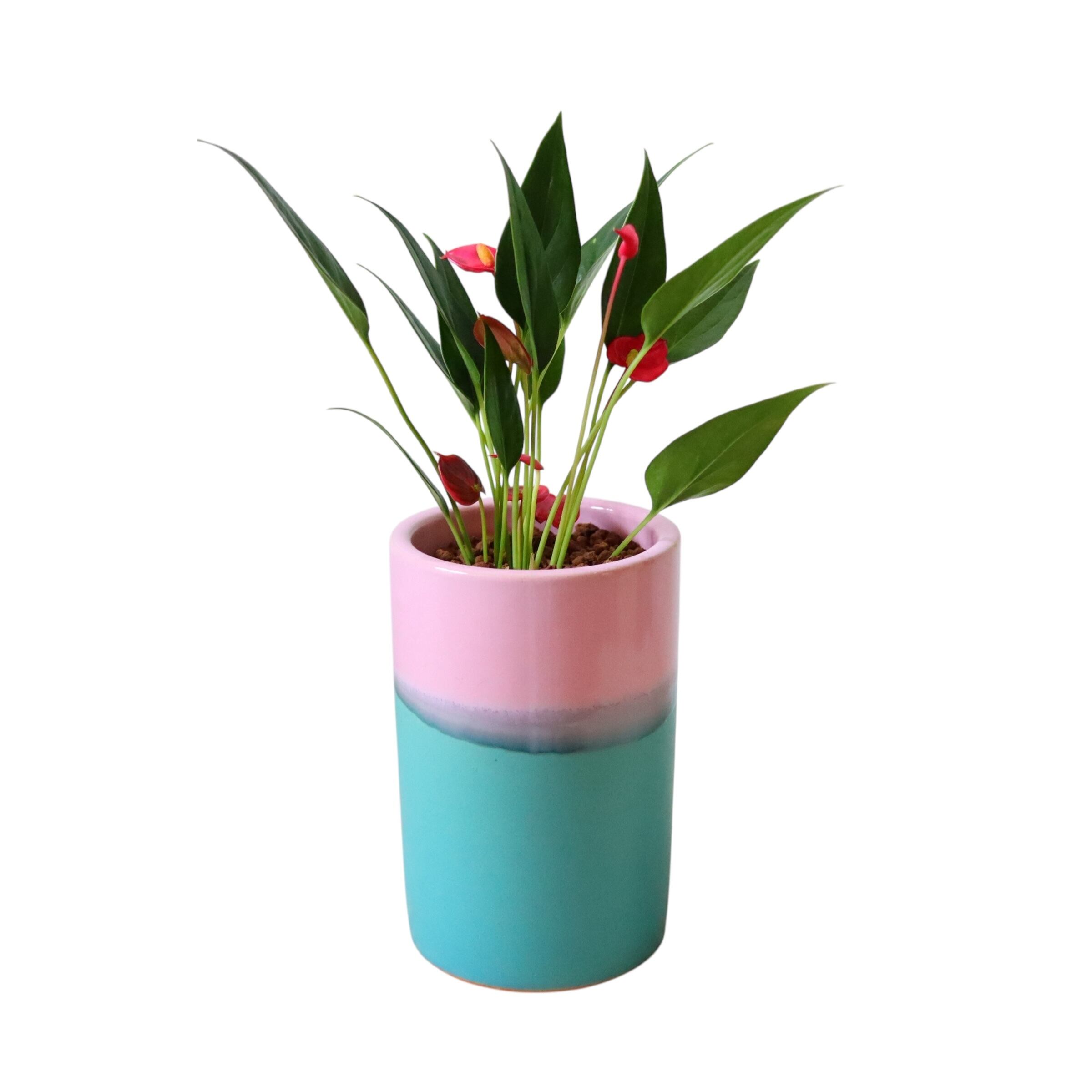 アンスリウム(30cm)