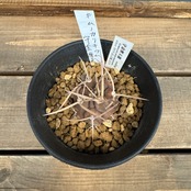 サボテン　ギムノカリキウム　守金摩天龍【771】