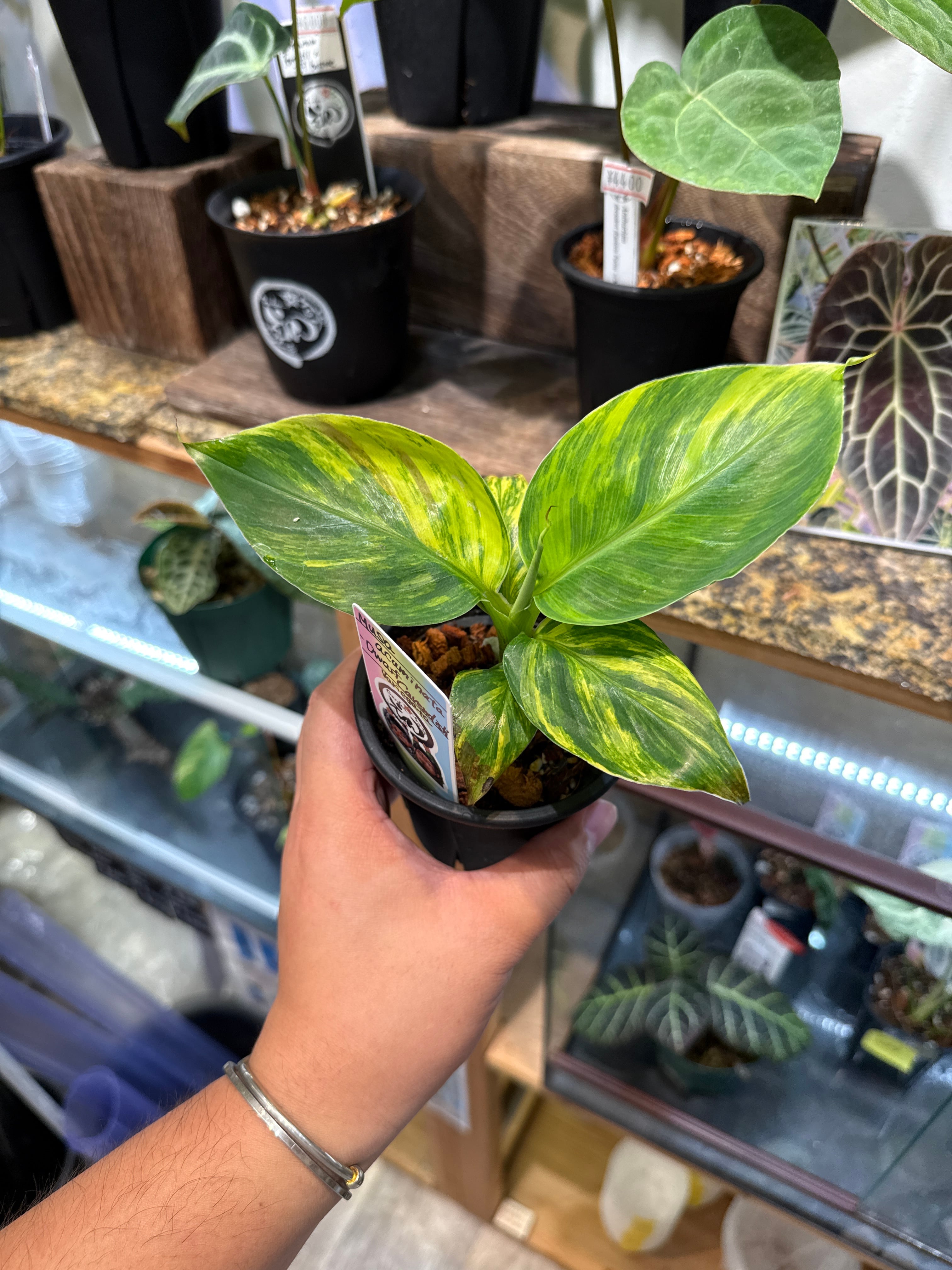 希少！斑入り　ムサドワーフナムワ　Musa kuai Namwa Khom 中苗 希少！斑入り ムサドワーフナムワ Musa kuai Namwa Khom 中苗 希少