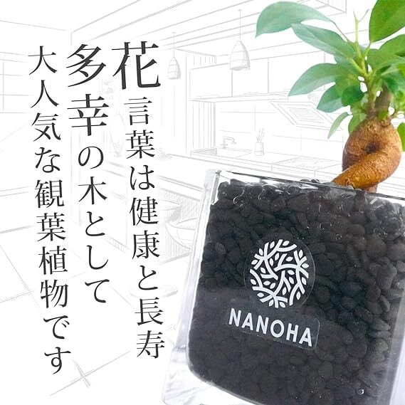 お得な2点セット】 ガジュマル パキラ 黒砂利ブロック お得な2点セット】 ガジュマル パキラ 黒砂利ブロック